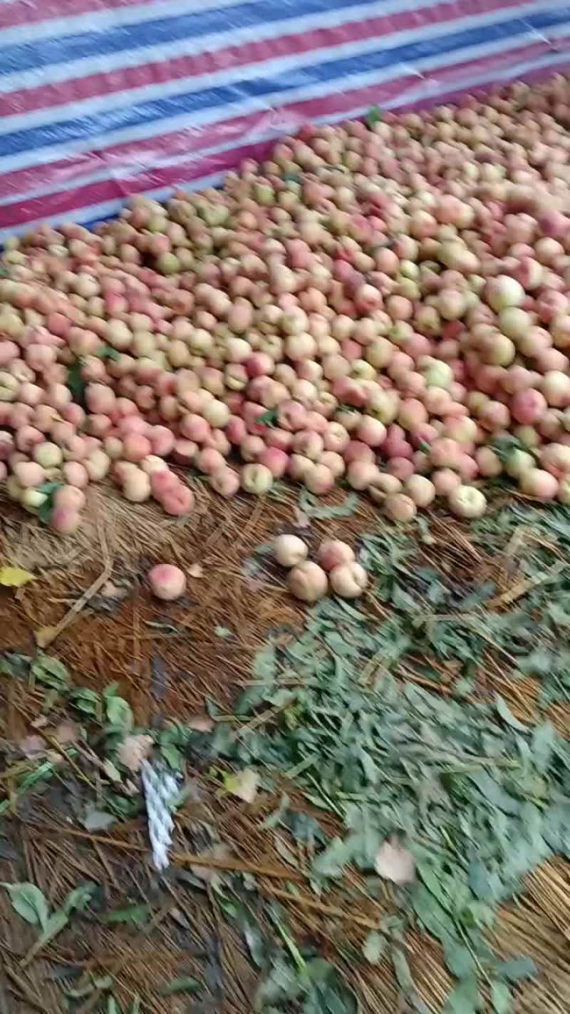 沙红，松深桃以大量上市啦