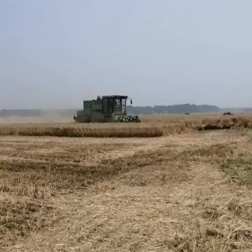 小麦玉米秸秆