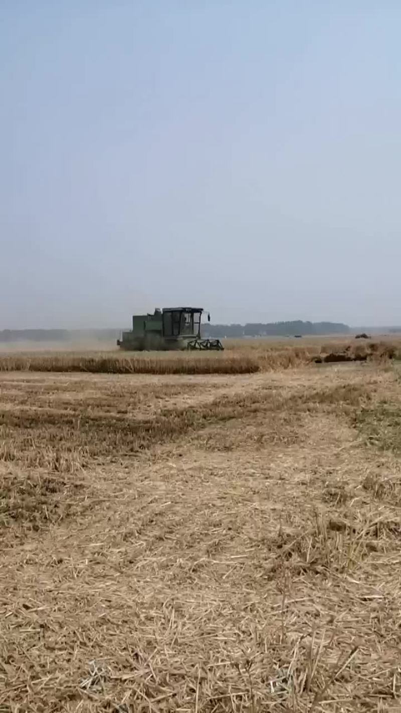 小麦玉米秸秆