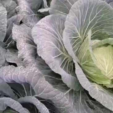 高山绿色蔬菜