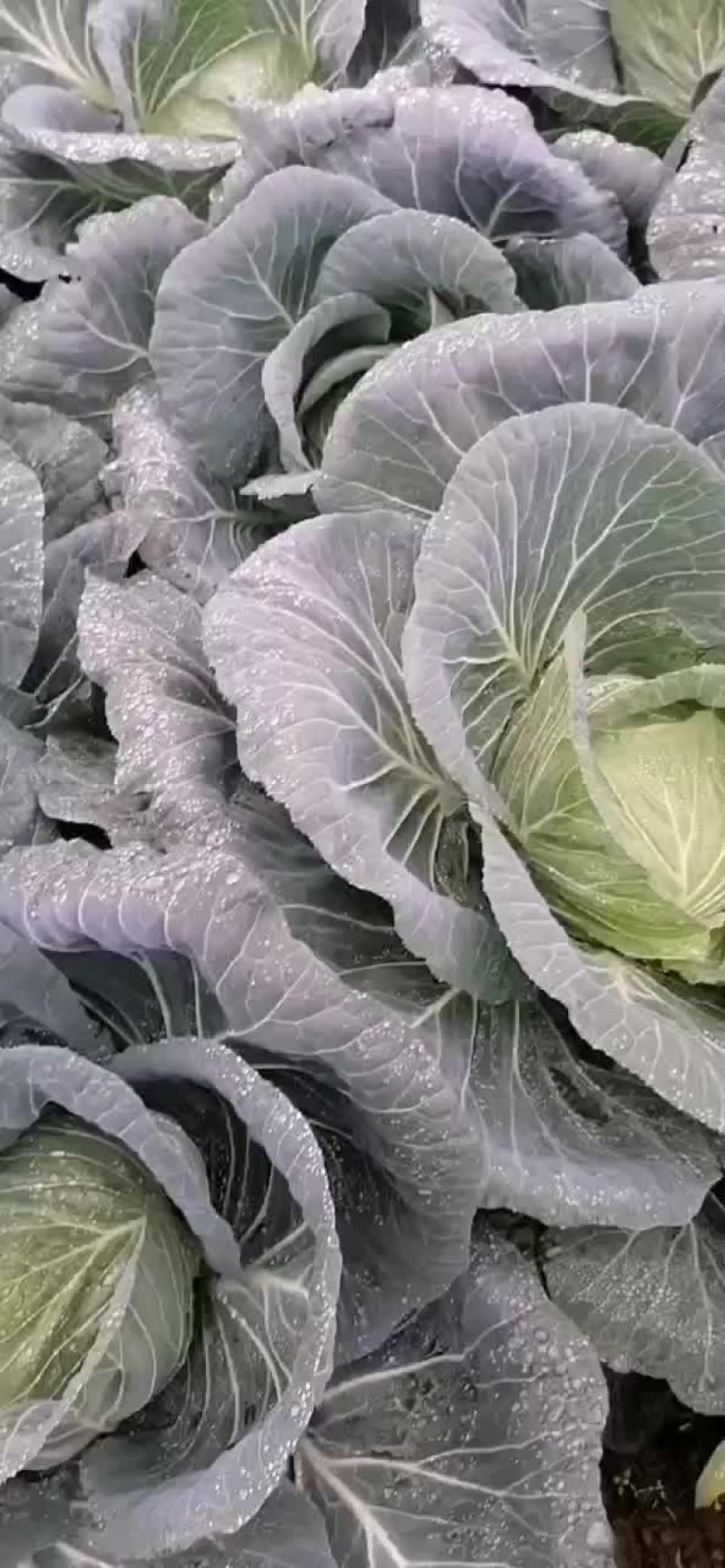 高山绿色蔬菜