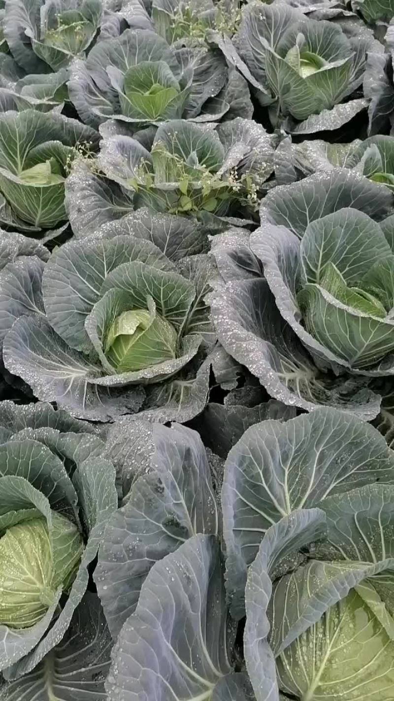 高山绿色蔬菜