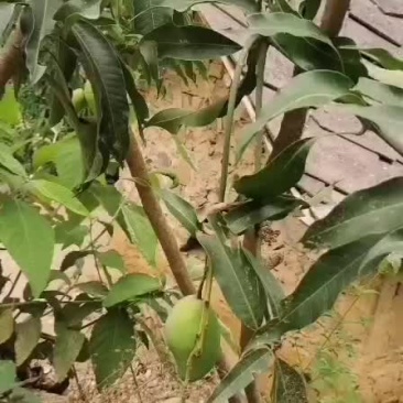 芒果小抬