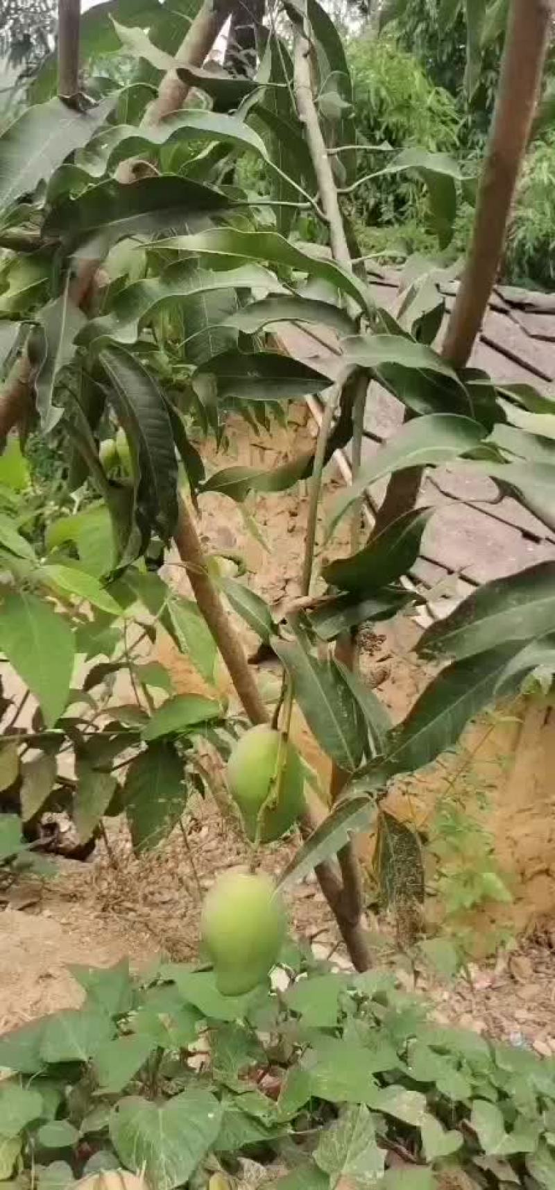 芒果小抬