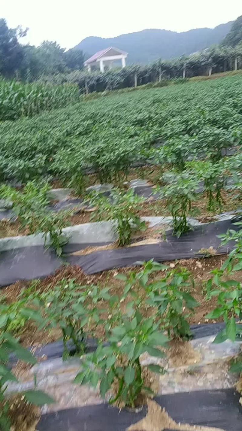 辣椒