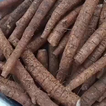 牛大力