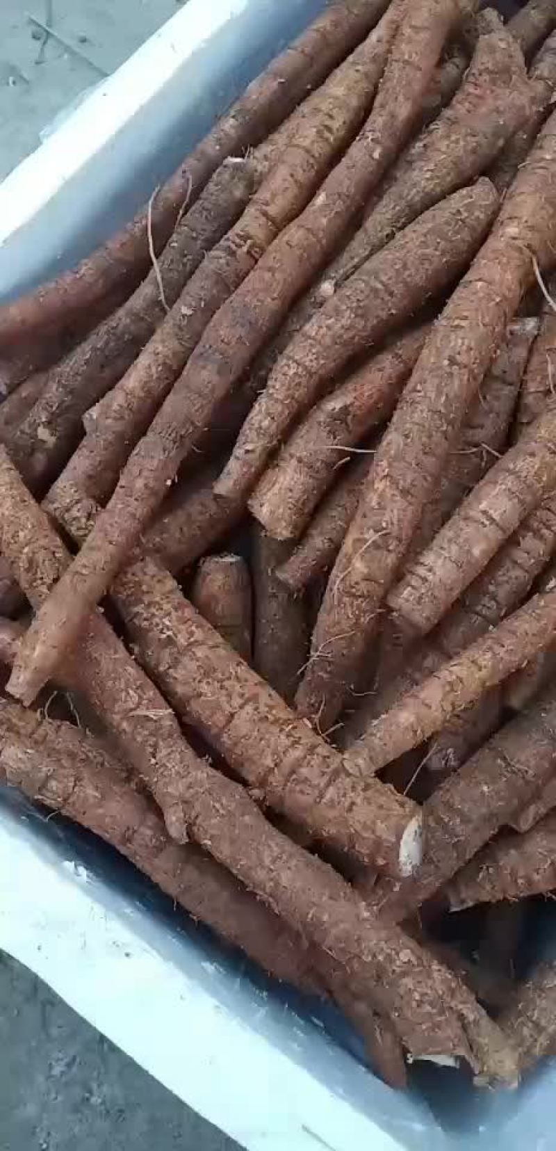 牛大力