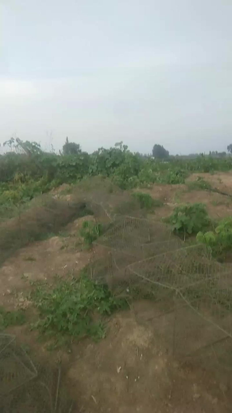 一塘口二百三十亩寻求合作伙伴