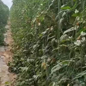 现摘新鲜豆角