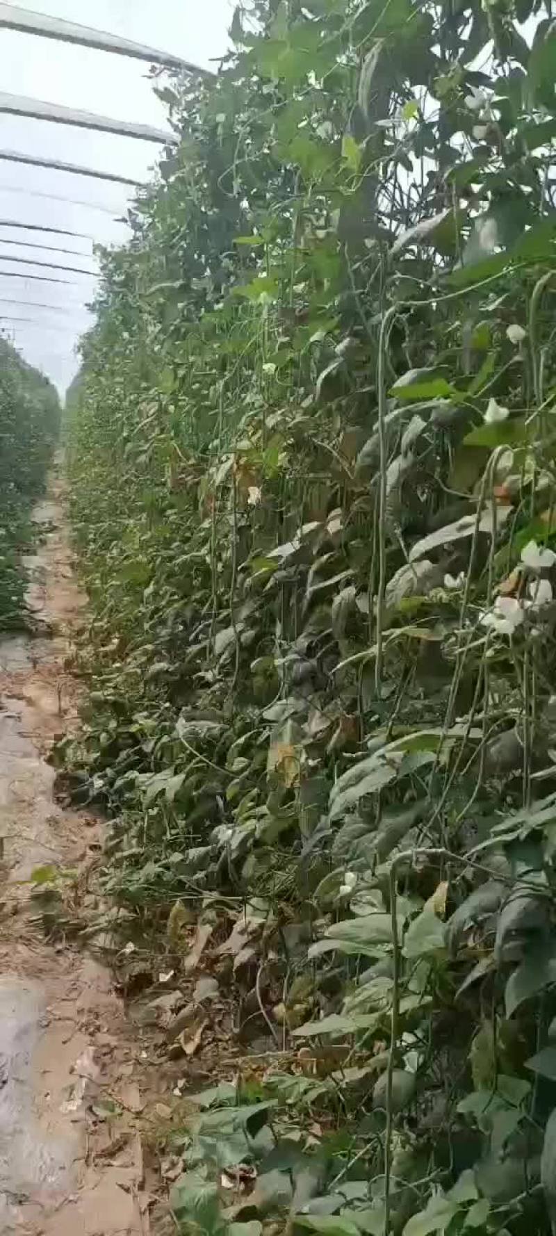 现摘新鲜豆角