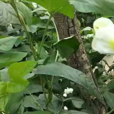 新鲜豆角大量上市