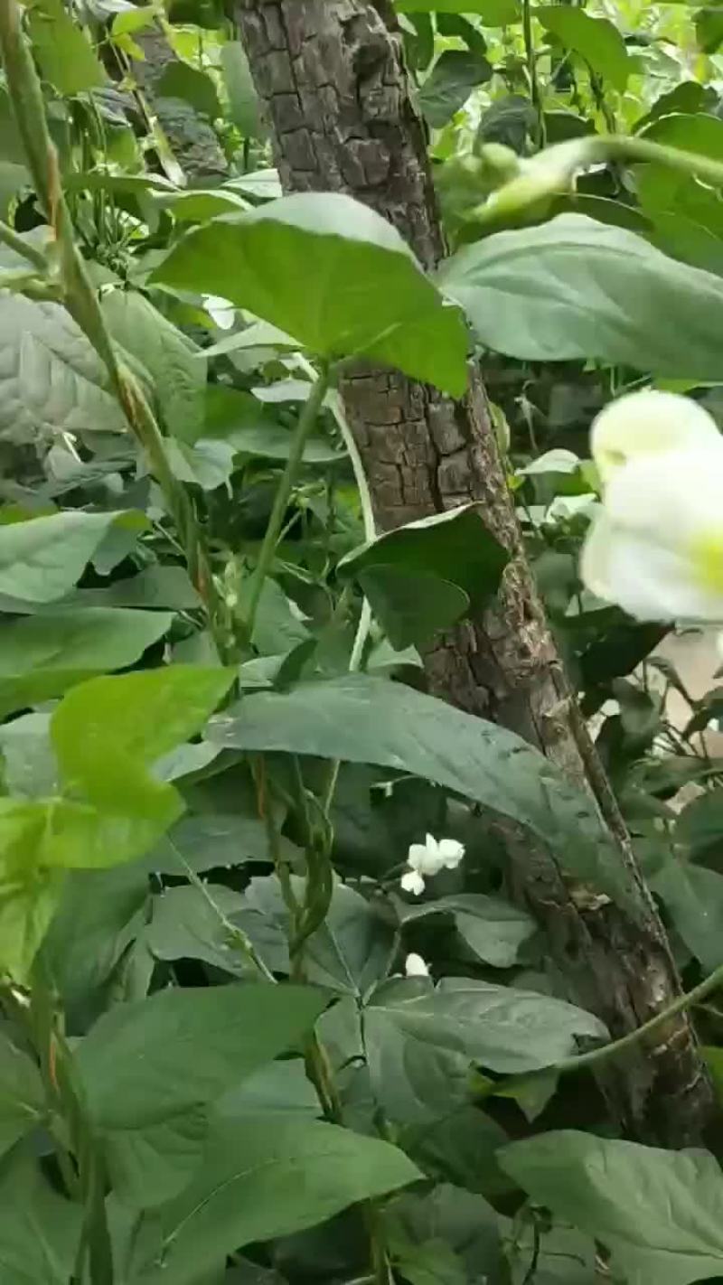 新鲜豆角大量上市