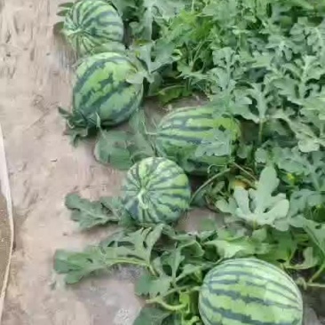 无籽美都