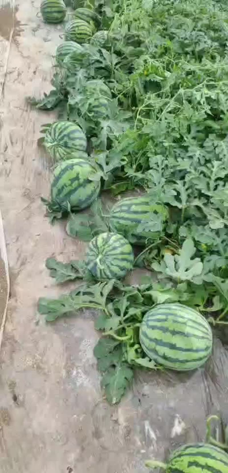 无籽美都
