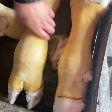 火烧毛牛蹄
