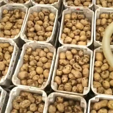 土豆大量上市