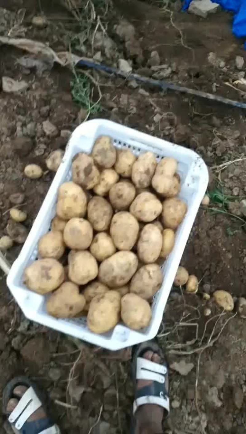 土豆大量上市
