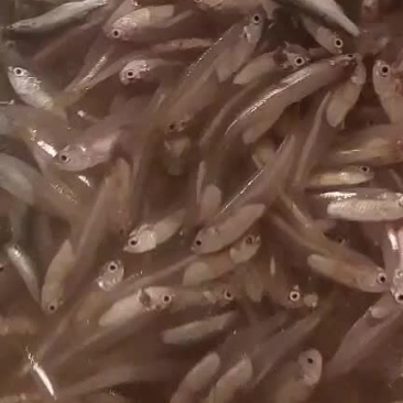 图片仅供参考！商品种类一看视频为准！