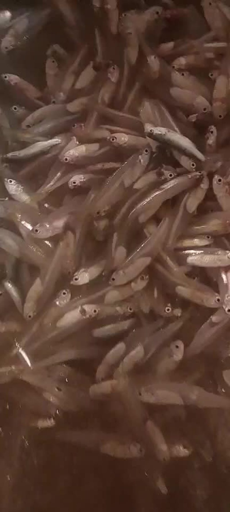 图片仅供参考！商品种类一看视频为准！
