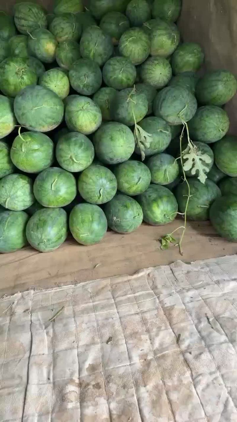 诚信果业张飞