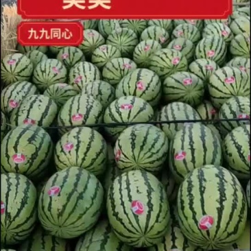 宁夏中卫石头瓜，上市