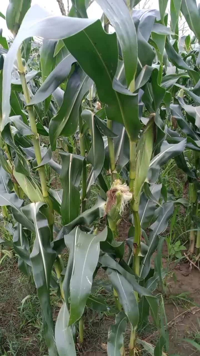 白糯玉米