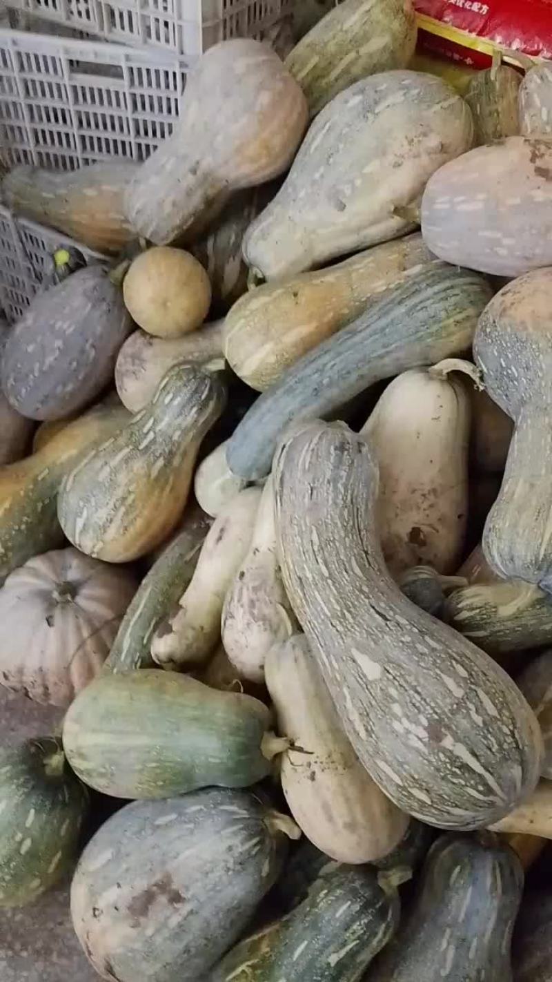 老南瓜