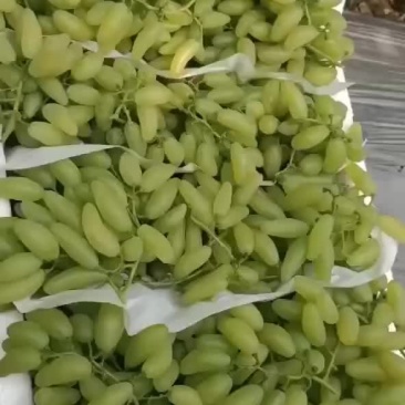 金手指