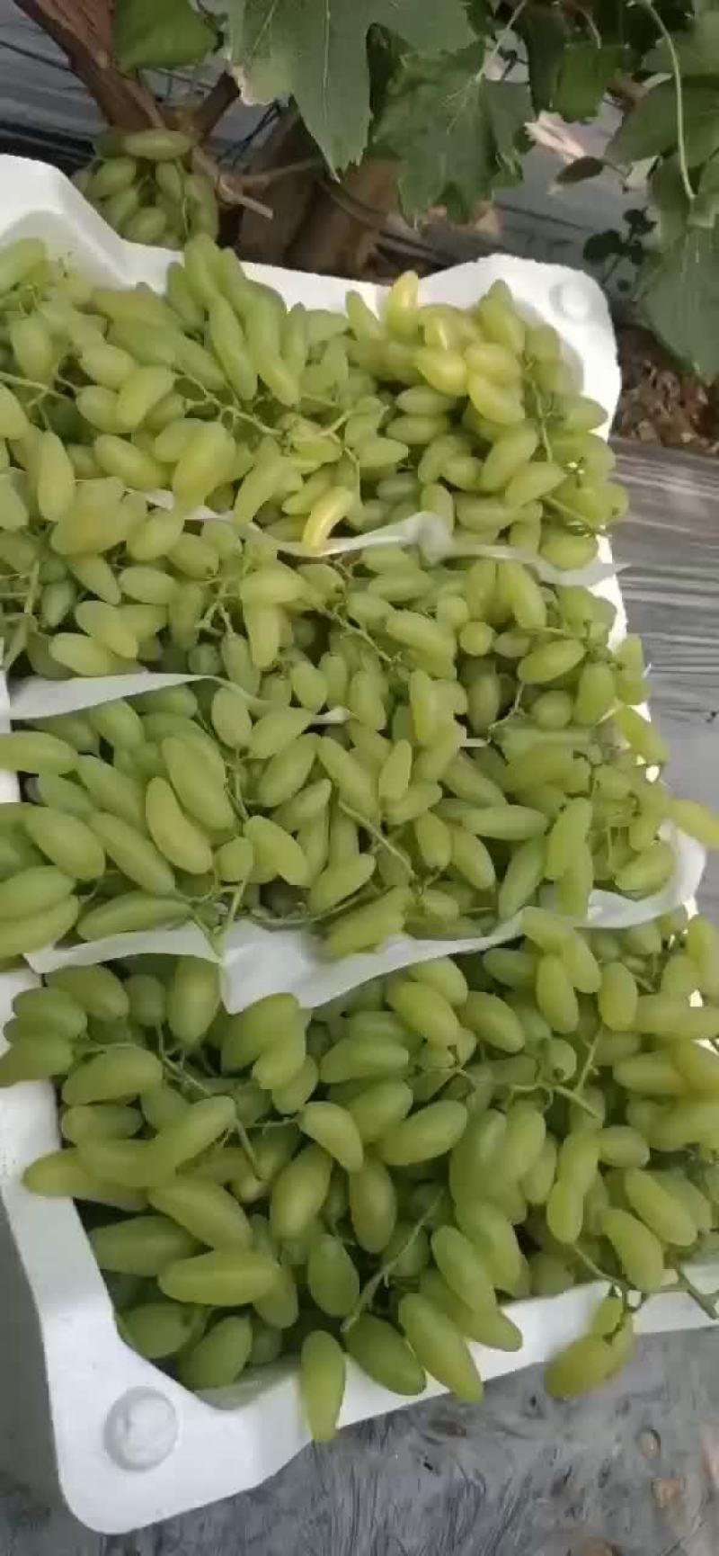 金手指