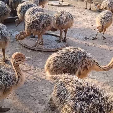 非洲鸵鸟苗大量出售