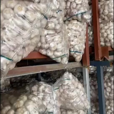 邳州精品净蒜适合每一个市场的需求