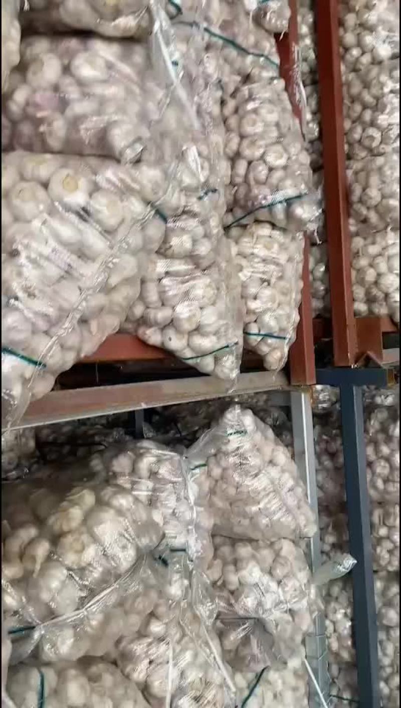 邳州精品净蒜适合每一个市场的需求