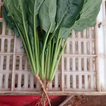 小黑苗菠菜