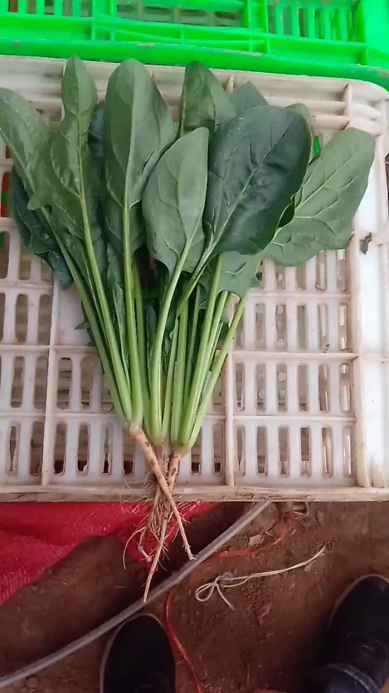 小黑苗菠菜