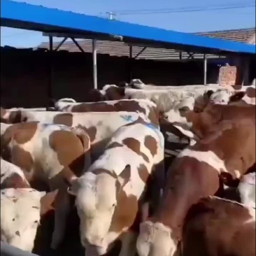 大量出售品种肉牛