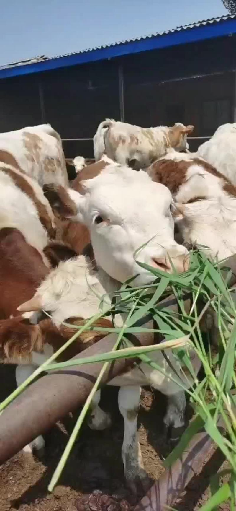 大量出售品种肉牛