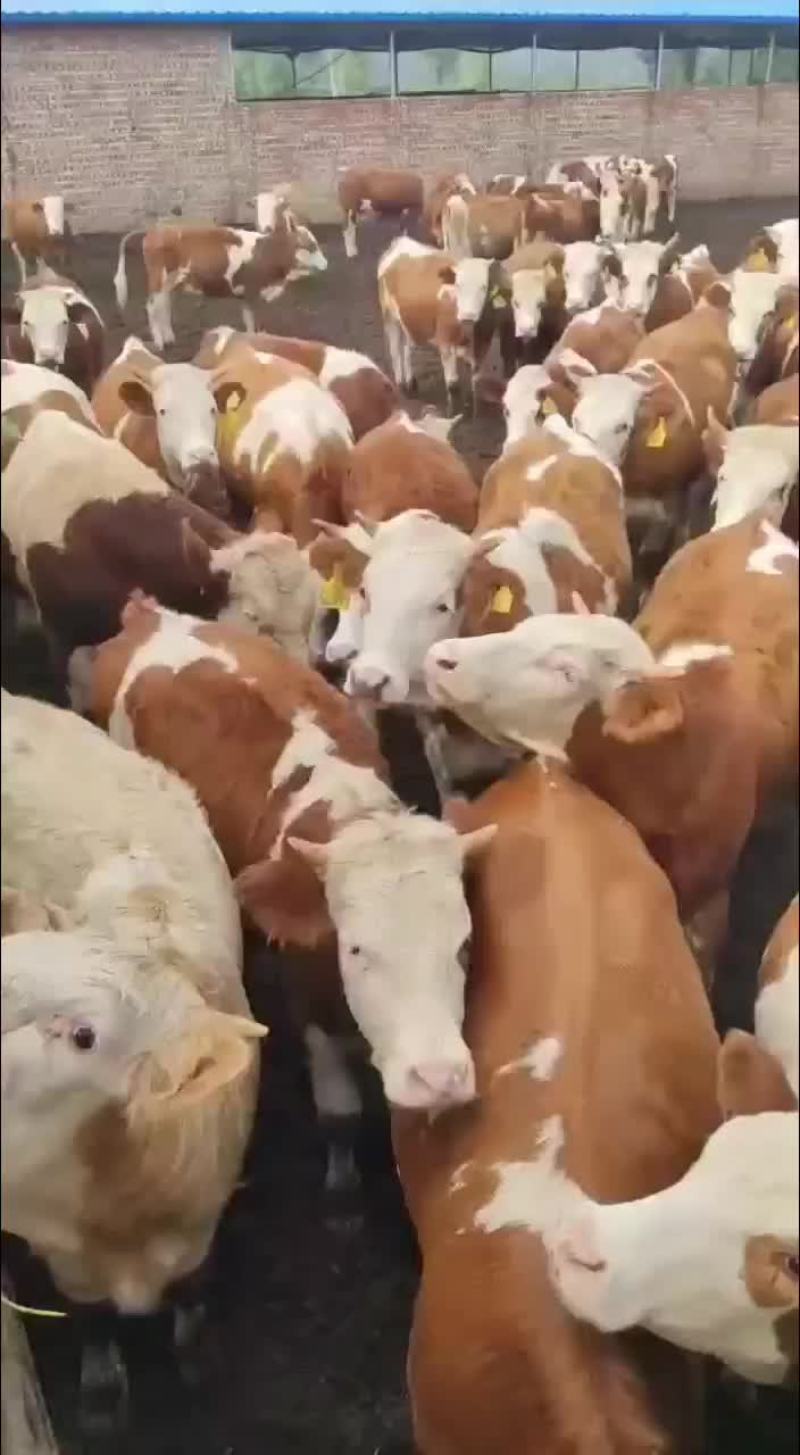 大量出售品种肉牛