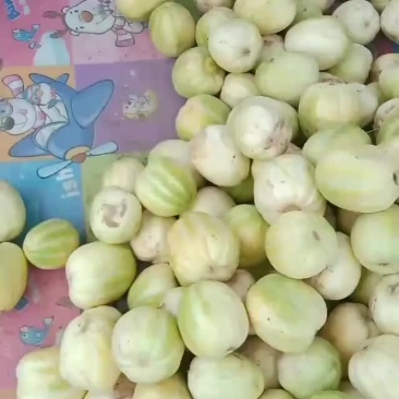 开园甜瓜，香瓜