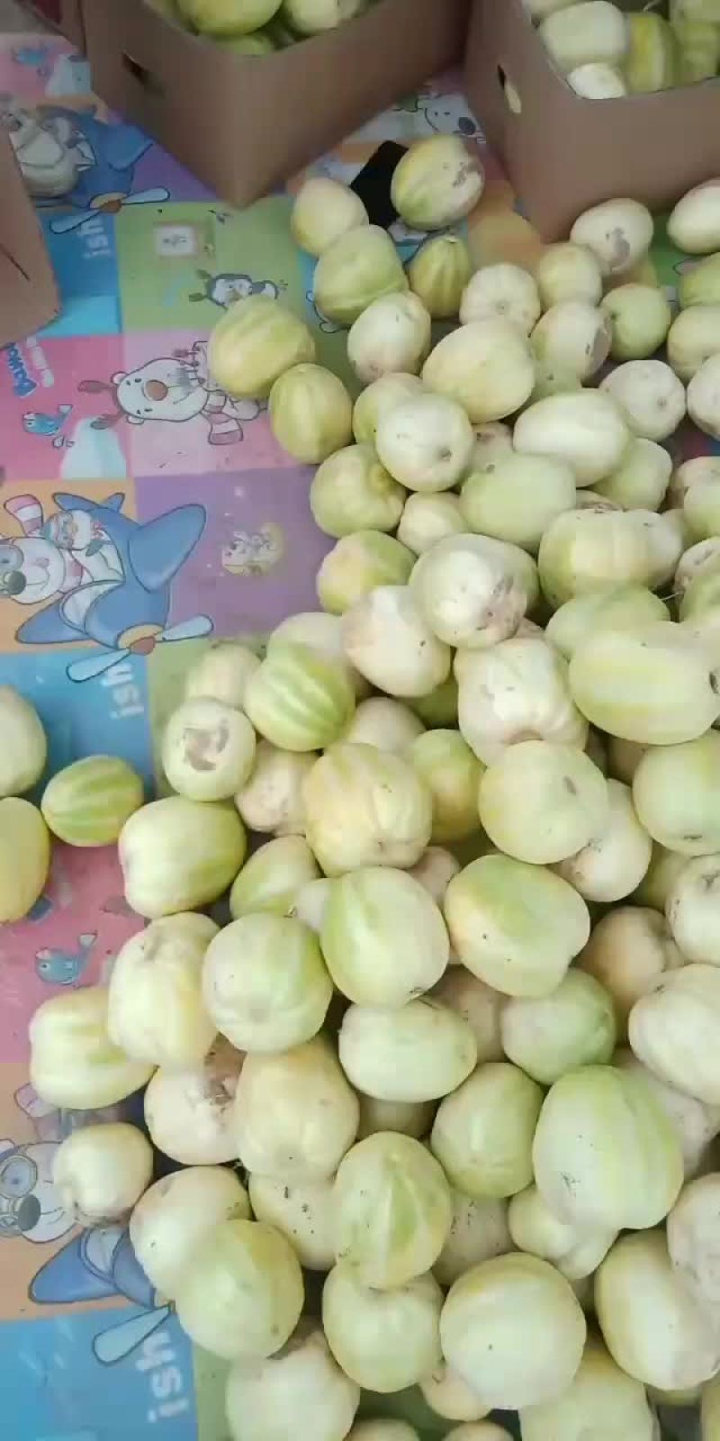 开园甜瓜，香瓜