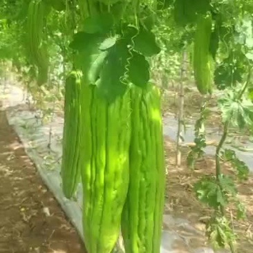 油青苦瓜