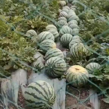 玫都西瓜