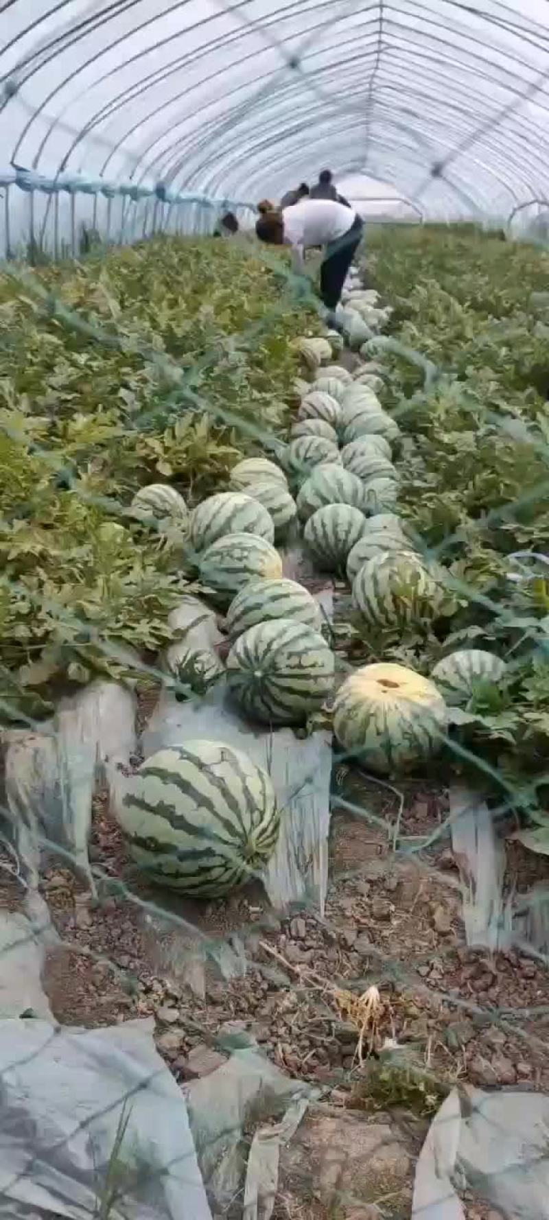 玫都西瓜
