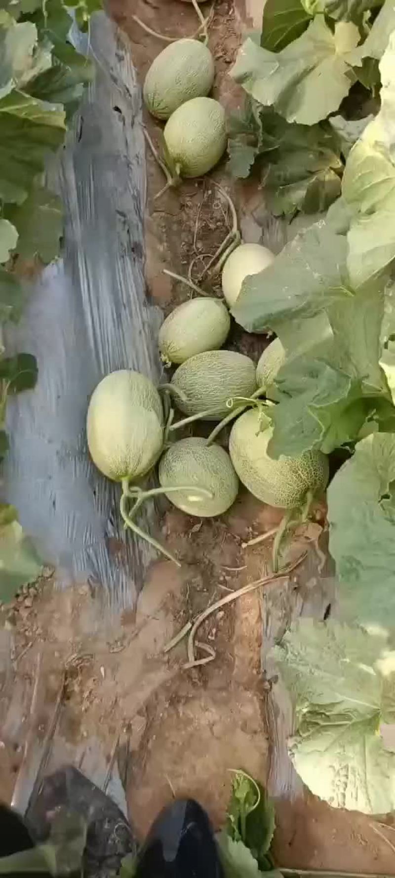 小蜜25号