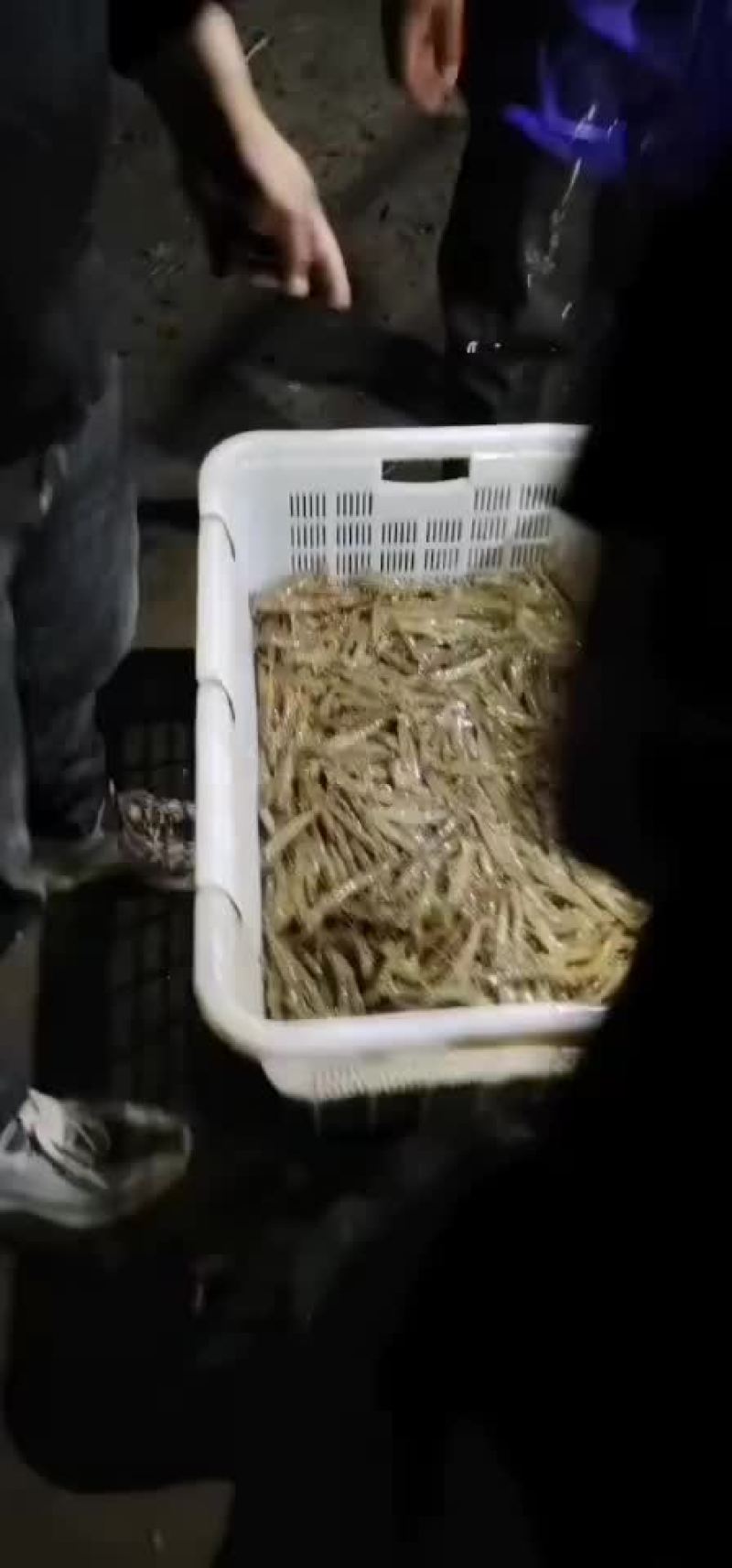 斑节虾大量有货，质量好。