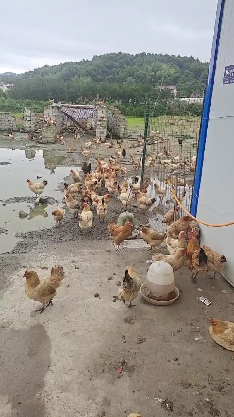 农村散养土鸡没有喂任何饲料和添加剂