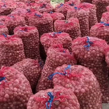 独蒜