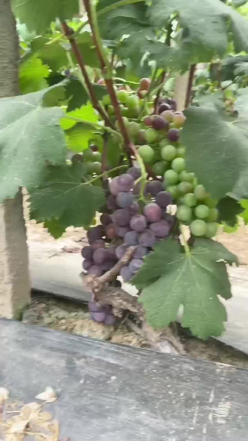 巨峰葡萄一件代发电商供应大量上市