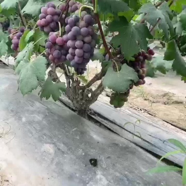 巨峰葡萄一件代发电商供应大量上市