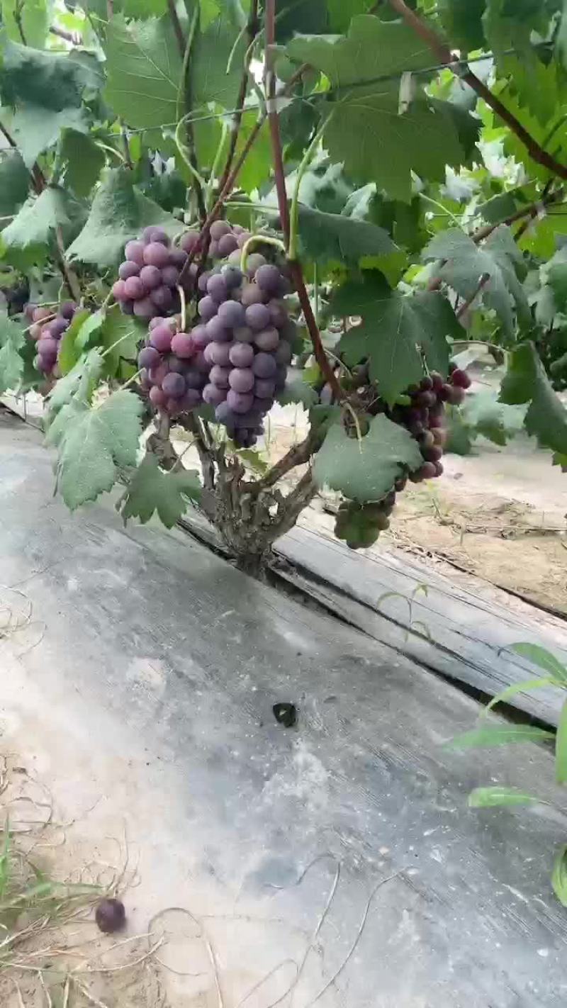 巨峰葡萄一件代发电商供应大量上市
