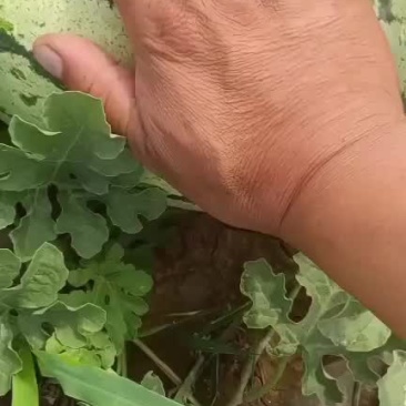 西瓜